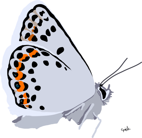 Le Plebejus argus, papillon lié aux milieux secs