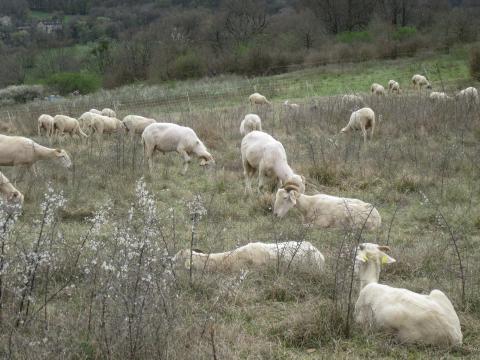 Le troupeau de brebis raïoles 