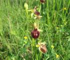 Ophrys_araneola._bordet.jpg