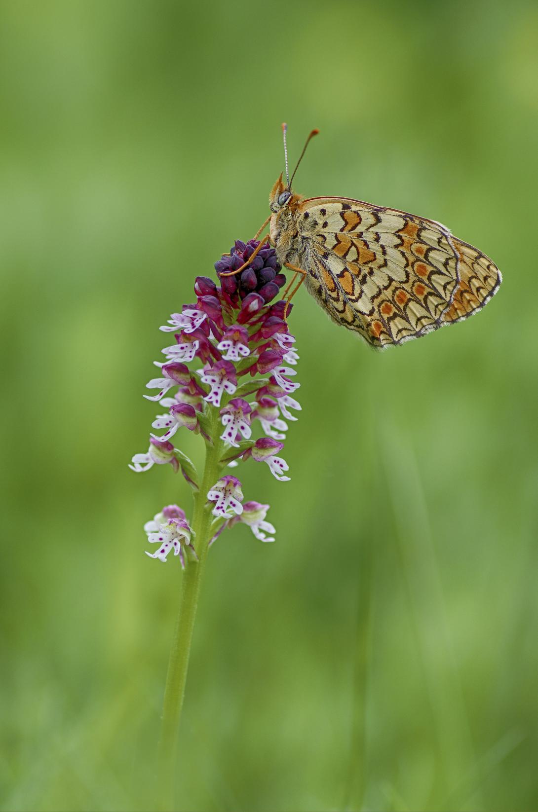 Grand Prix du Jury - Pierre Karpoff